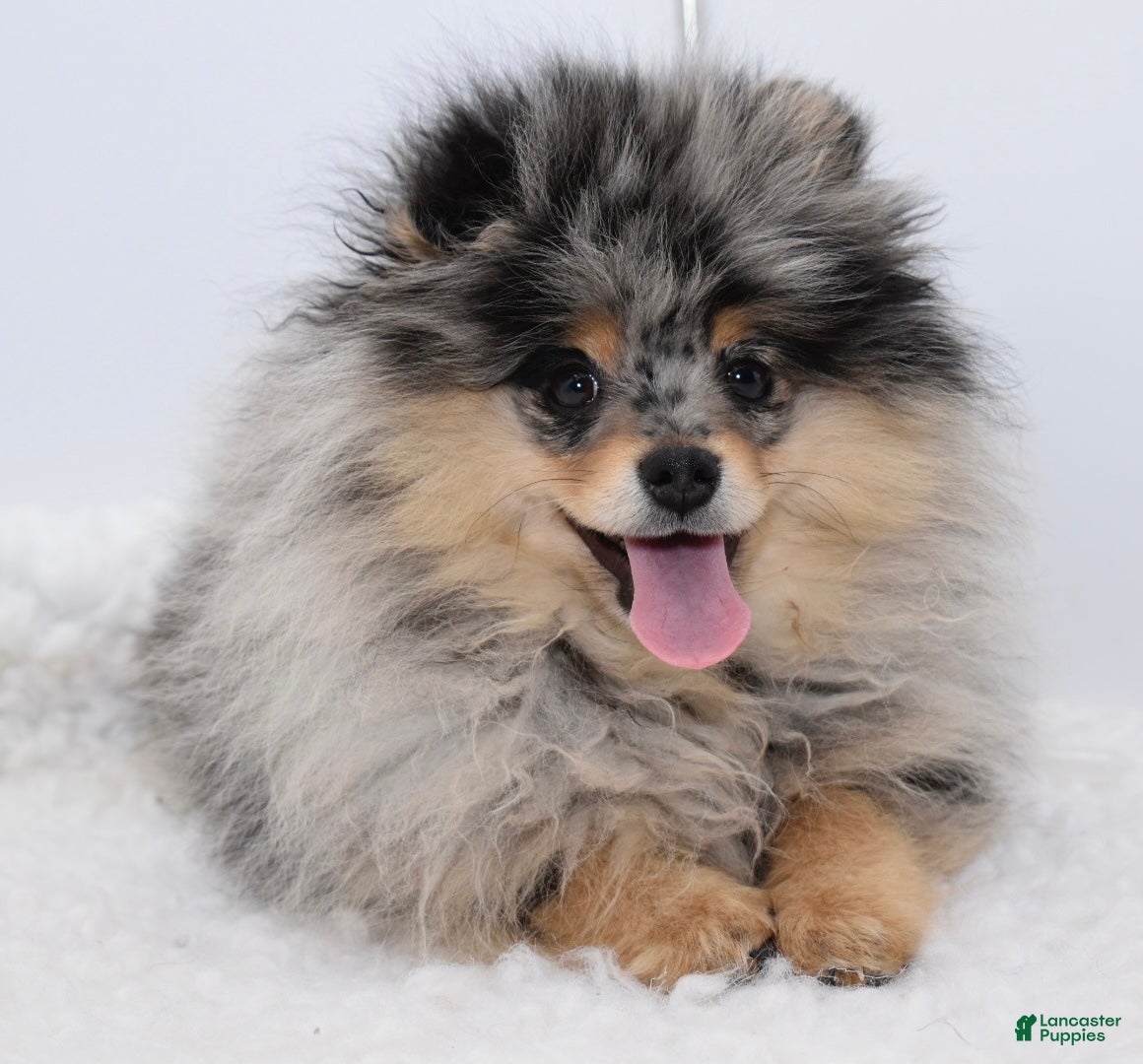 Pomeranian dogs blue Merle tan Rudi - Ad 12