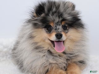 Pomeranian dogs blue Merle tan Rudi - Ad 6