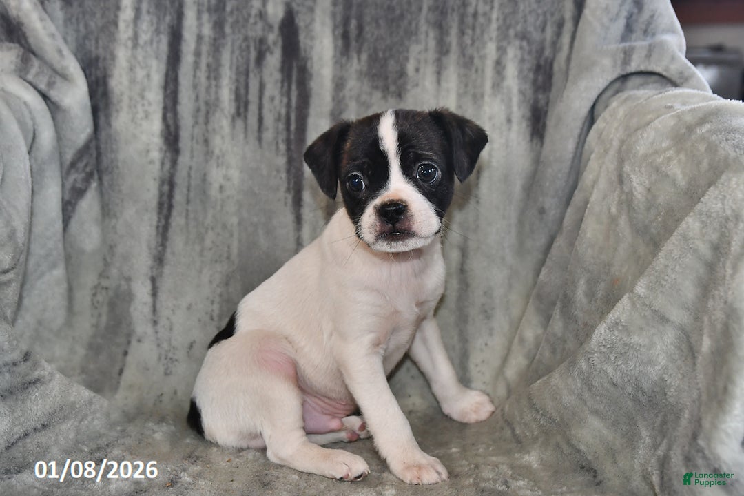 Mixed Breed dogs for sale: Lightning - Ad 4