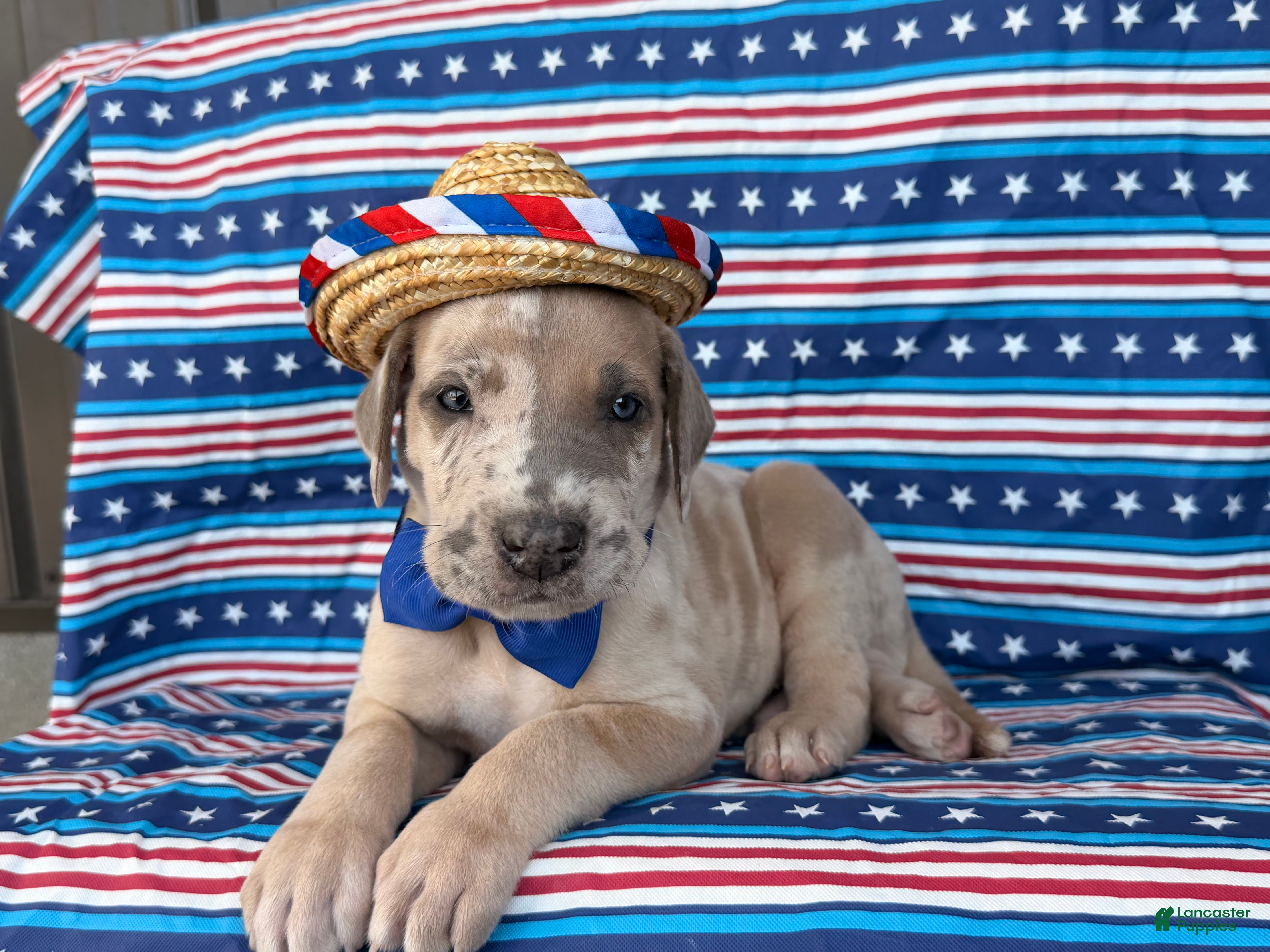 Great Dane dogs Pablo Great Dane  - Ad 2