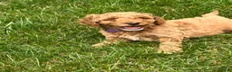 Mini Goldendoodle dogs for sale: Nylah - Ad 2