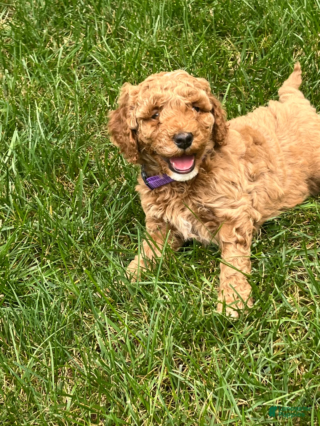Mini Goldendoodle dogs for sale: Nylah - Ad 2