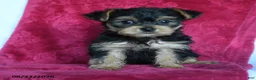 Yorkshire Terrier dogs for sale: Aggie - Ad 2