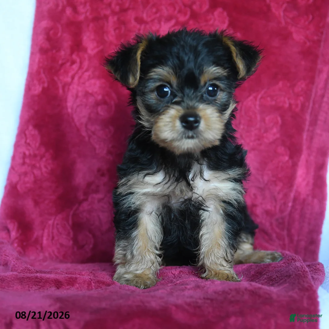 Yorkshire Terrier dogs for sale: Aggie - Ad 2