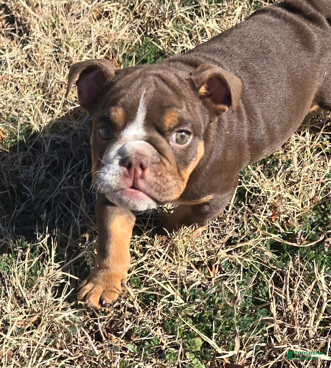 English Bulldog dogs for sale: Lloyd - Ad 2