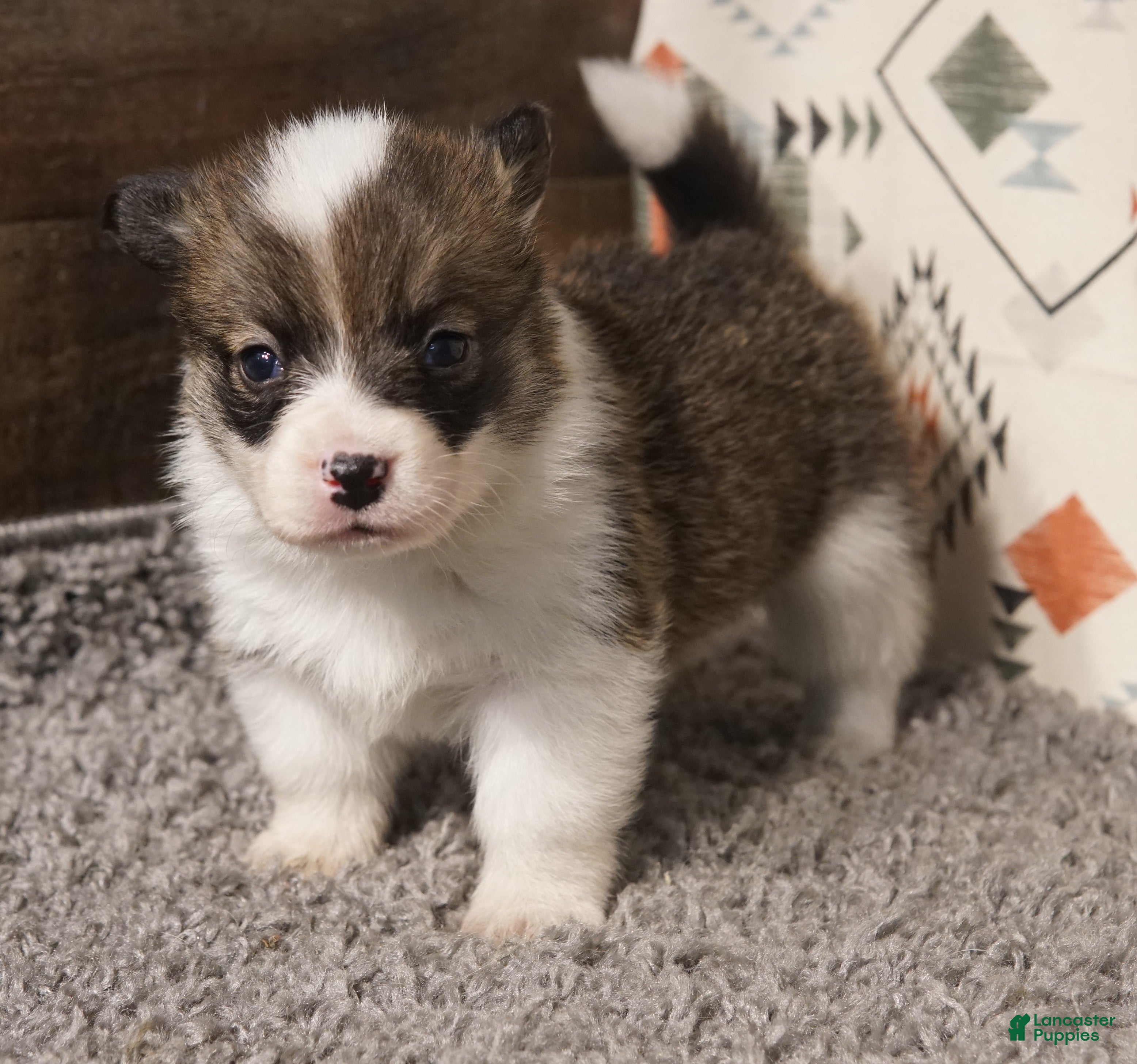 Welsh Corgi Pembroke dogs Mochi - Ad 2