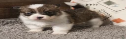 Welsh Corgi Pembroke dogs for sale: Mochi - Ad 1