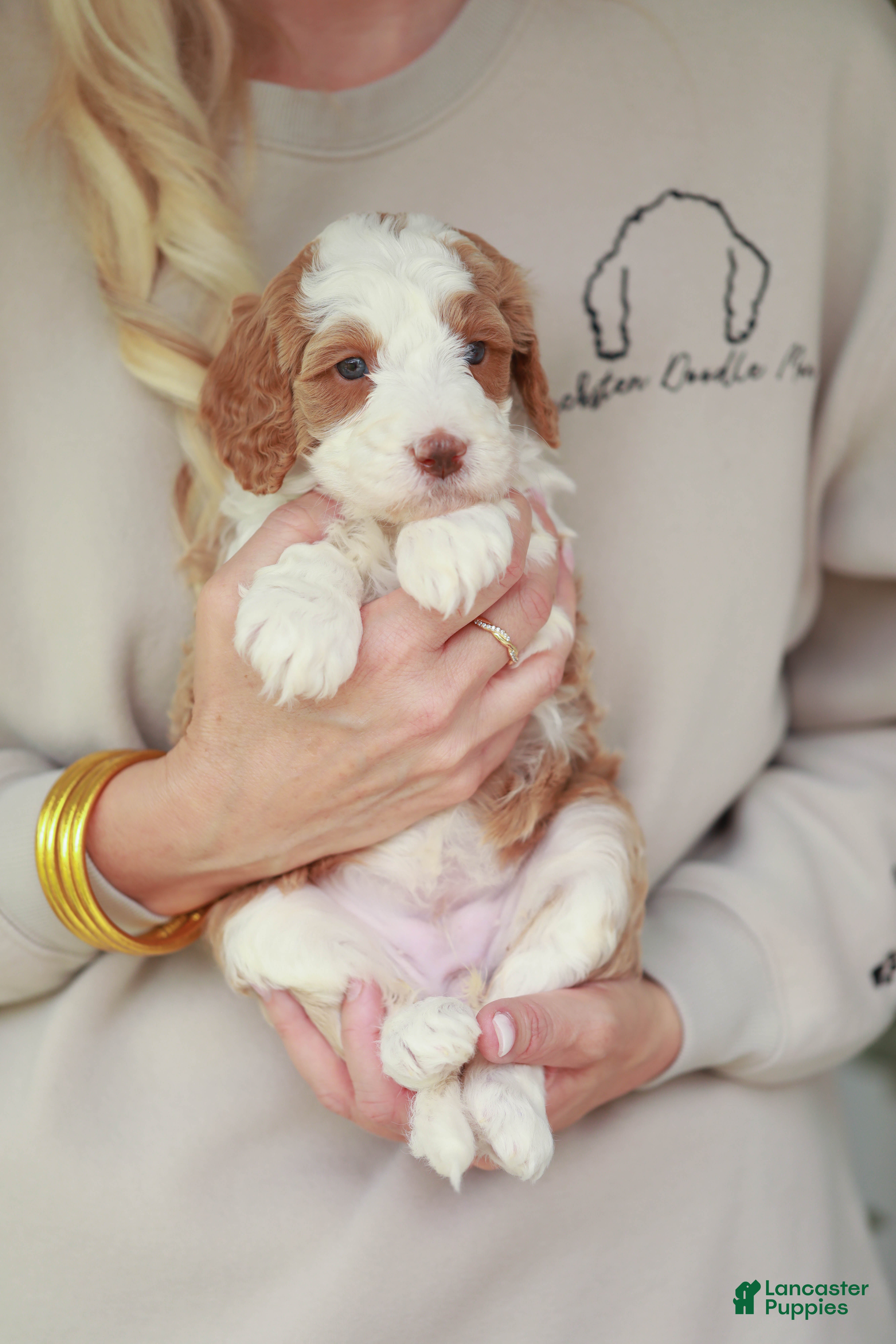 Bernedoodle dogs  Shorty  - Ad 4