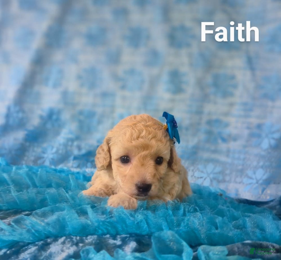 Toy Poodle dogs for sale: Faith - Ad 3