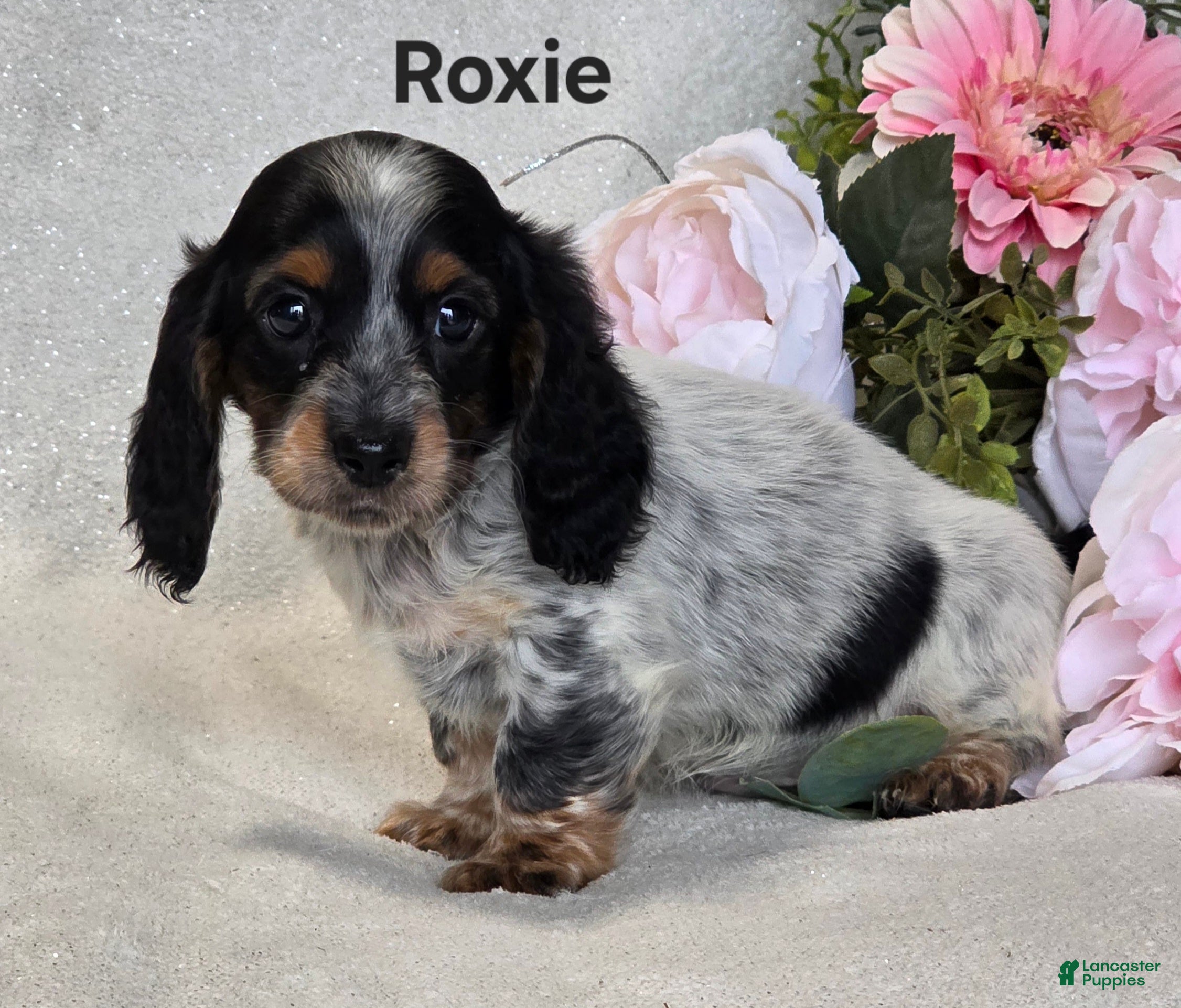 Miniature Dachshund dogs Roxie - Ad 1