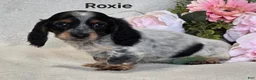 Miniature Dachshund dogs for sale: Roxie - Ad 1