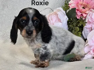 Miniature Dachshund dogs for sale: Roxie - Ad 4