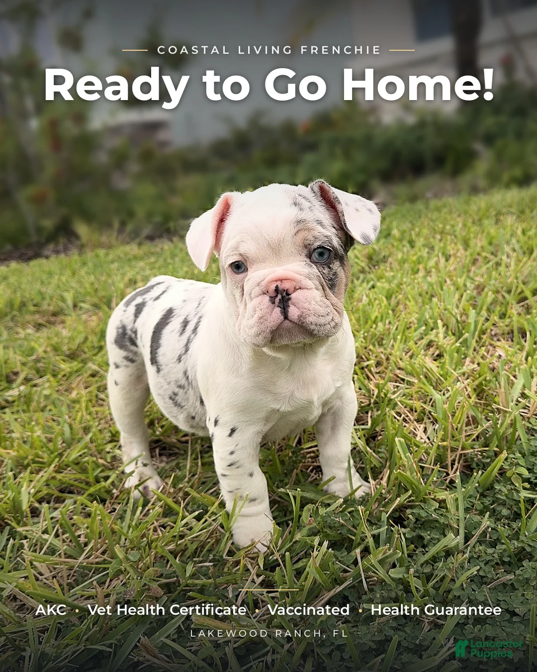 French Bulldog dogs for sale: Purple - Ad 1