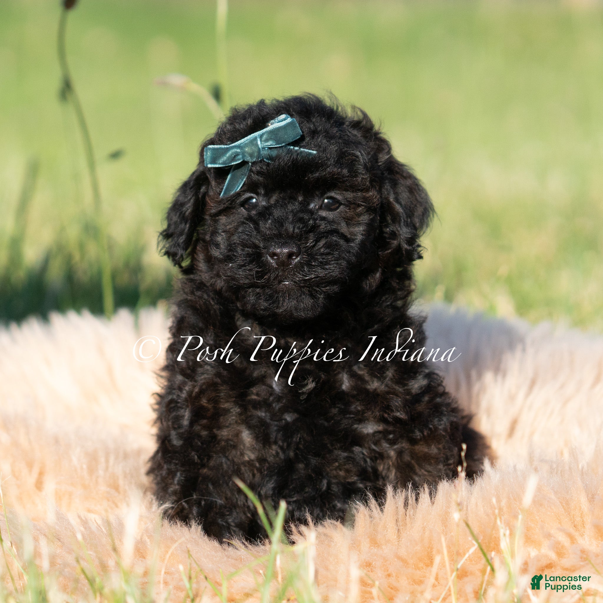 Toy Poodle dogs Niblet AKC - Ad 36
