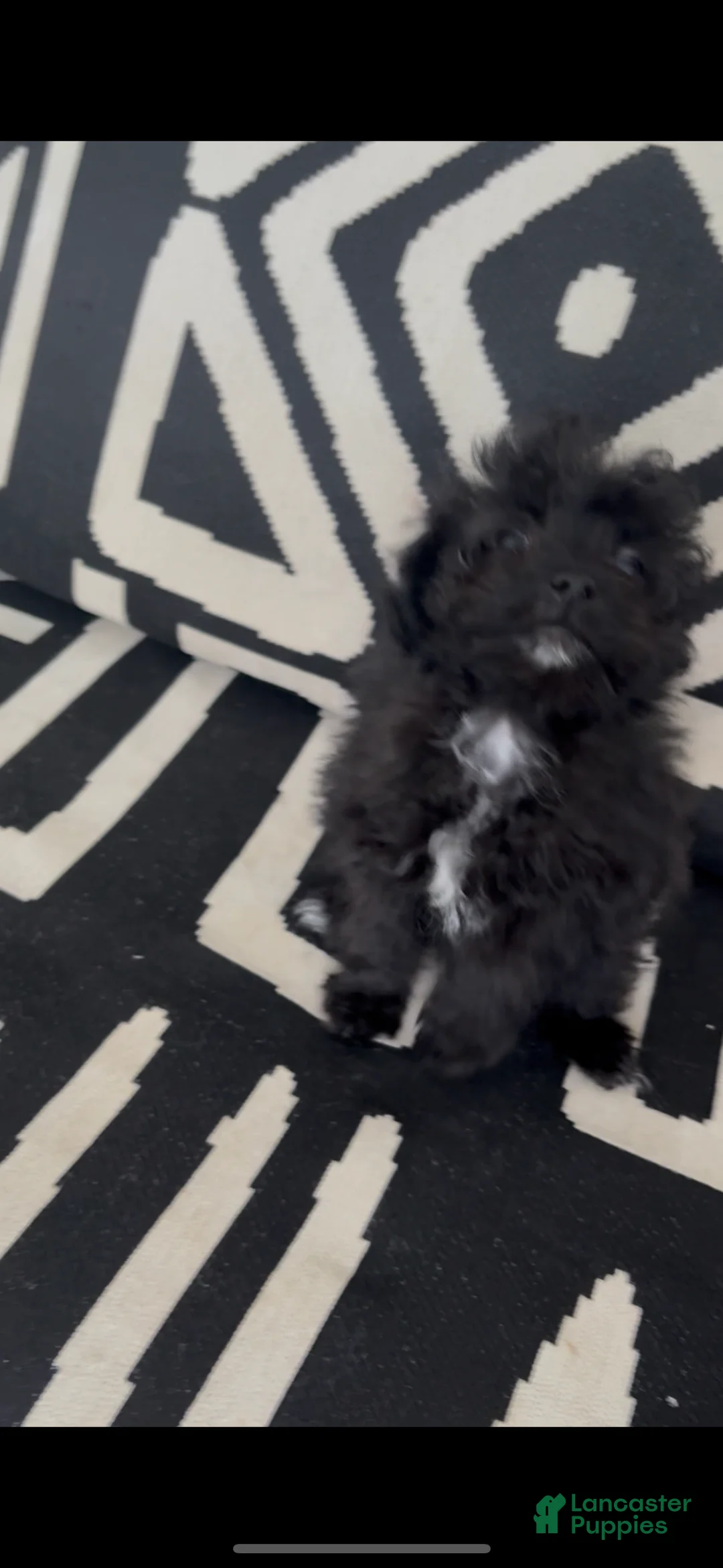 Pomapoo dogs for sale: Pomapoo Puppy 1 - Ad 1