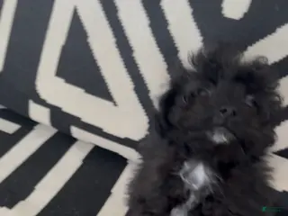 Pomapoo dogs Pomapoo Puppy 1 - Ad 18