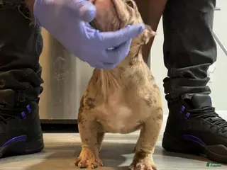 American Bully dogs Kardi - Ad 10