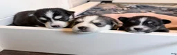 Pomsky dogs for sale: Clover - Ad 5