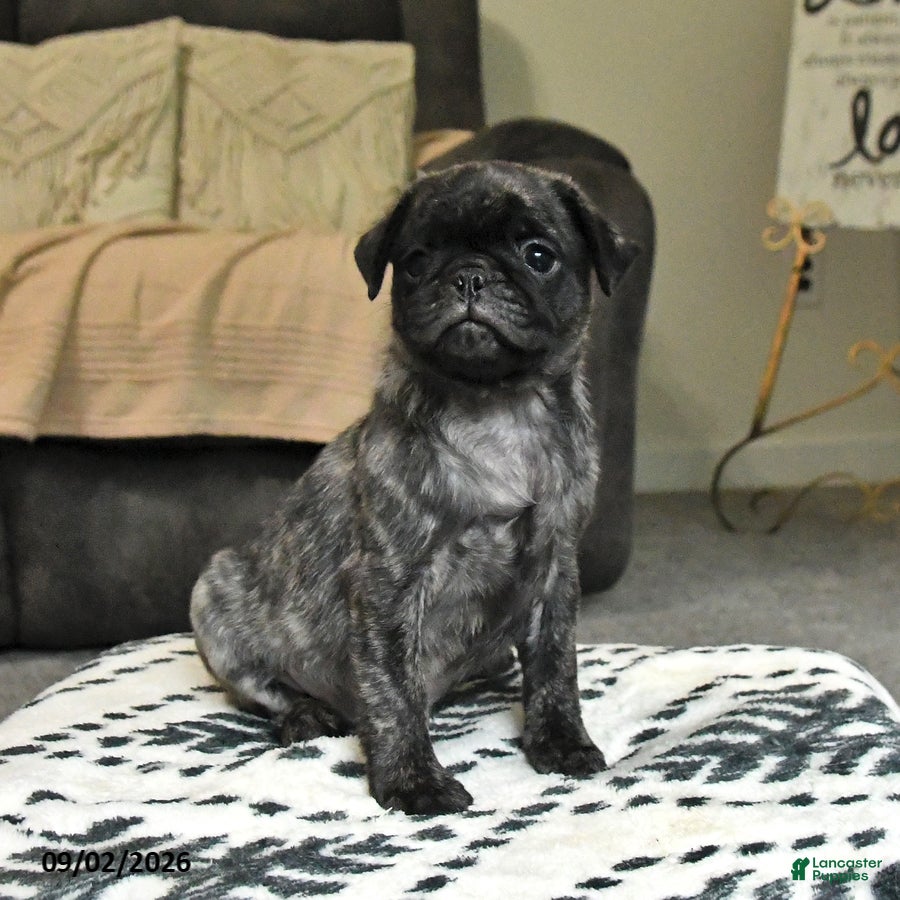 Pug dogs Pepsi - Ad 2