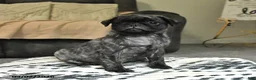 Pug dogs for sale: Pepsi - Ad 2