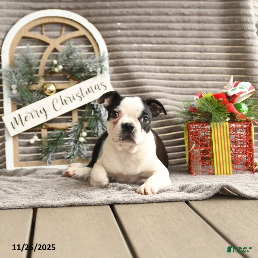 Boston Terrier dogs for sale: King - Ad 4