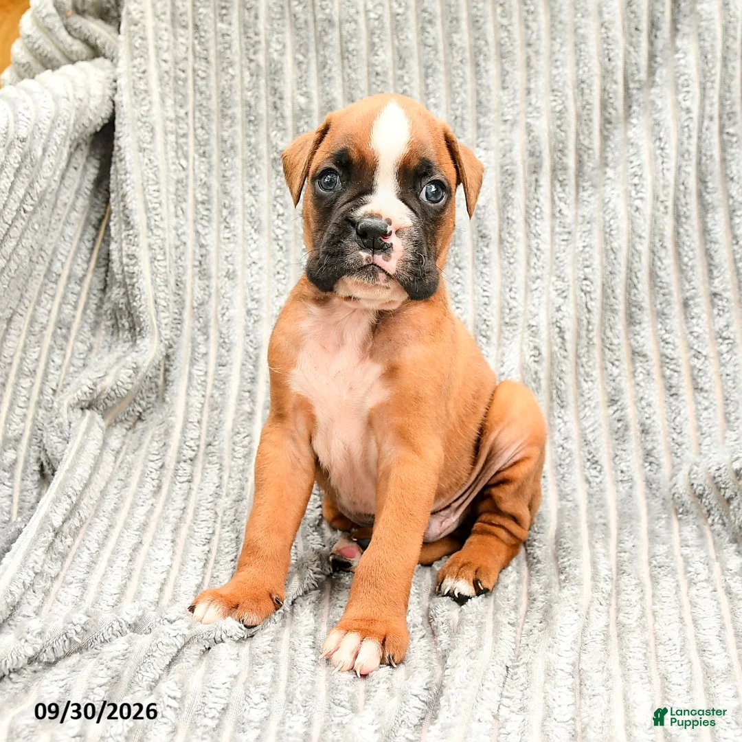 Boxer dogs for sale: Leo - Ad 2
