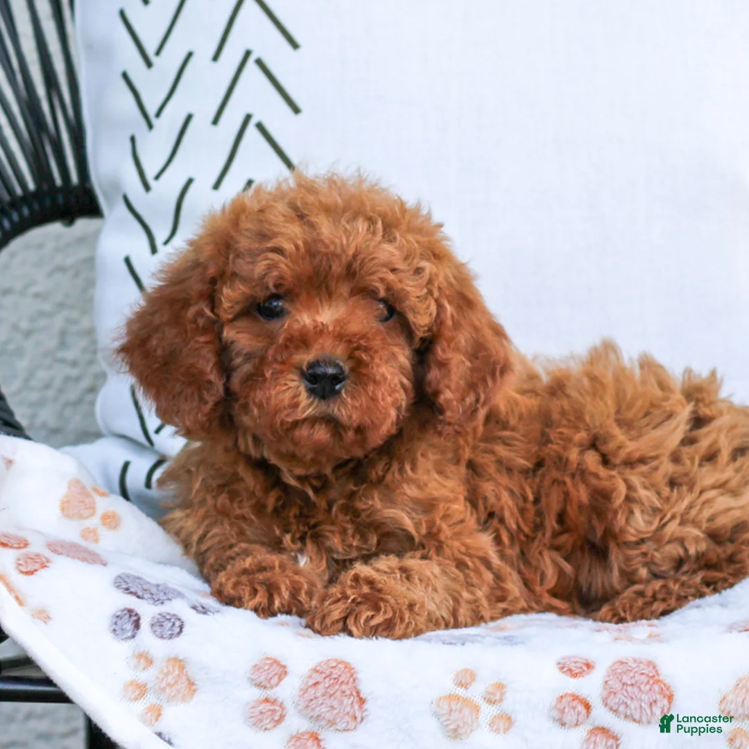 Cavapoo dogs for sale: Lincoln  - Ad 1