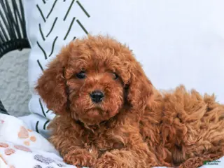 Cavapoo dogs for sale: Lincoln - Ad 2
