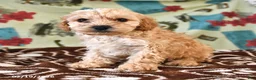 Cockapoo dogs for sale: Harry - Ad 4