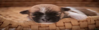 Teddy Havanese 