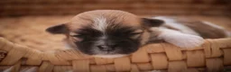 Havanese dogs for sale: Teddy Havanese  - Ad 1