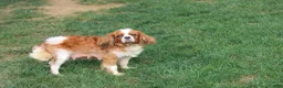Cavalier King Charles Spaniel dogs for sale: Cavalier King Charles Spaniel 1 - Ad 8