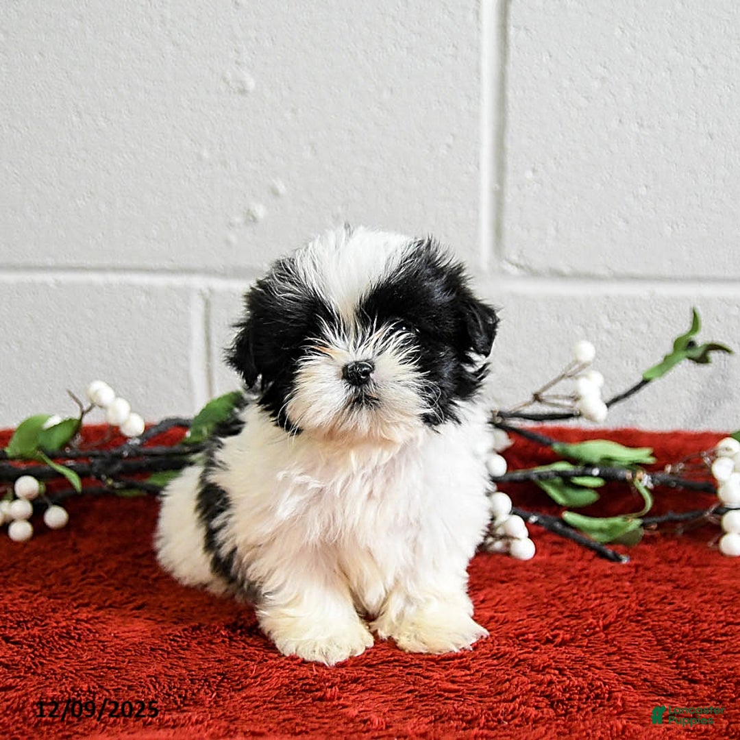 Shih Tzu dogs for sale: Honey - Ad 2
