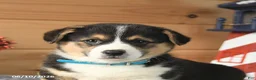 Welsh Corgi Pembroke dogs for sale: George Washington - Ad 4