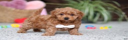 Cavapoo dogs for sale: Asher - Ad 5