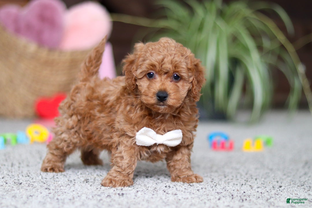Cavapoo dogs for sale: Asher - Ad 5