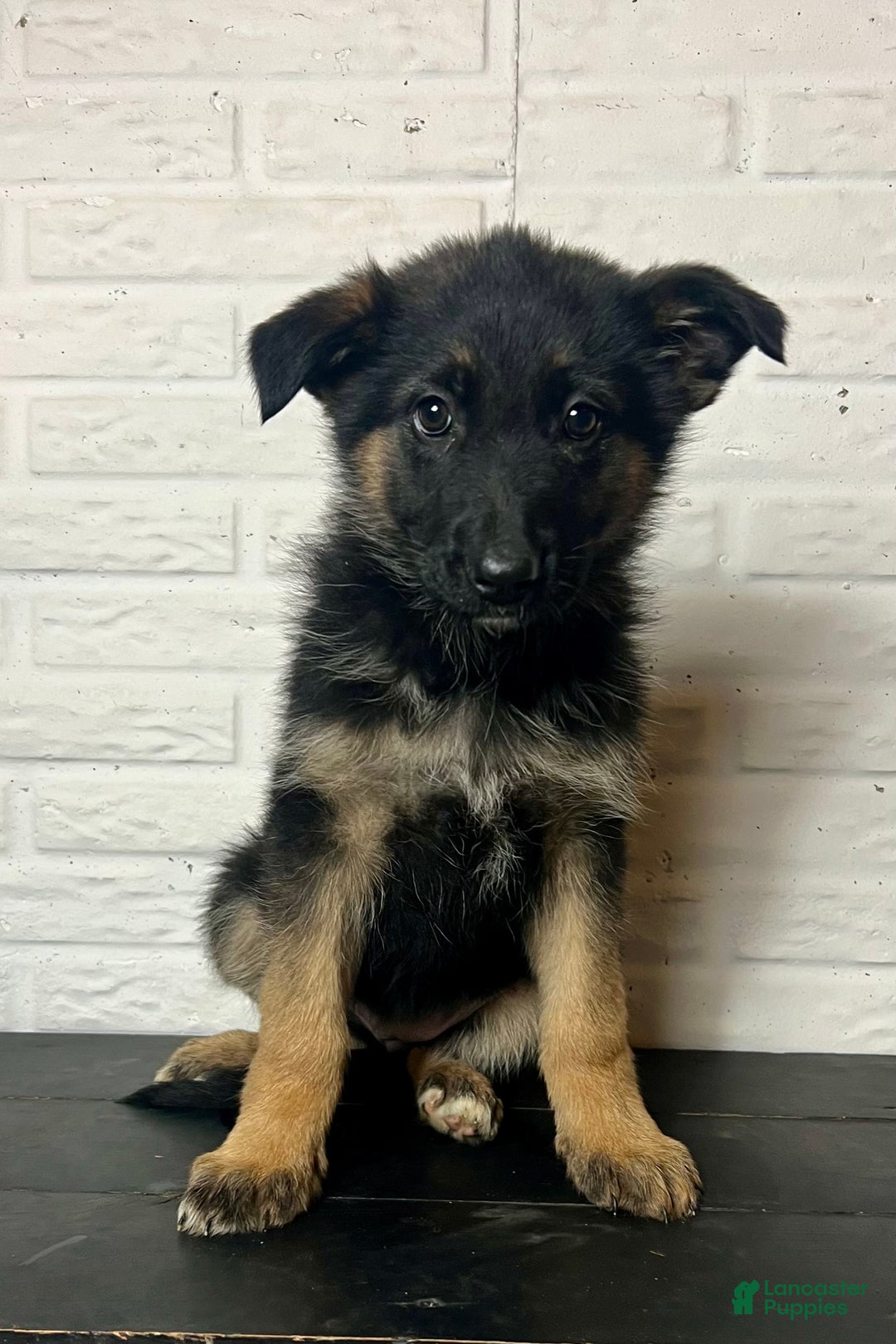 German Shepherd dogs for sale: Dolly - Ad 2
