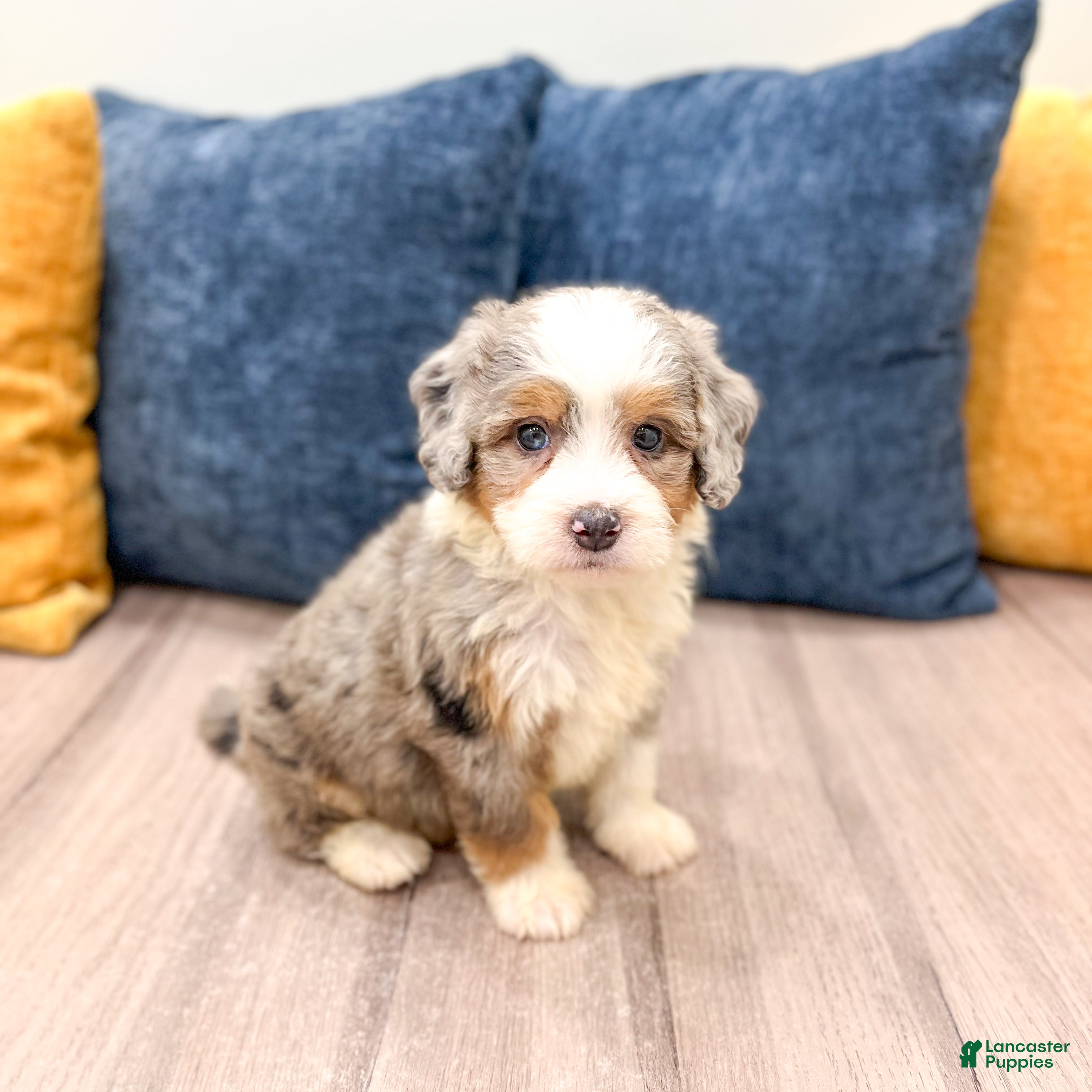 Mini Bernedoodle dogs Bonnie - Ad 1