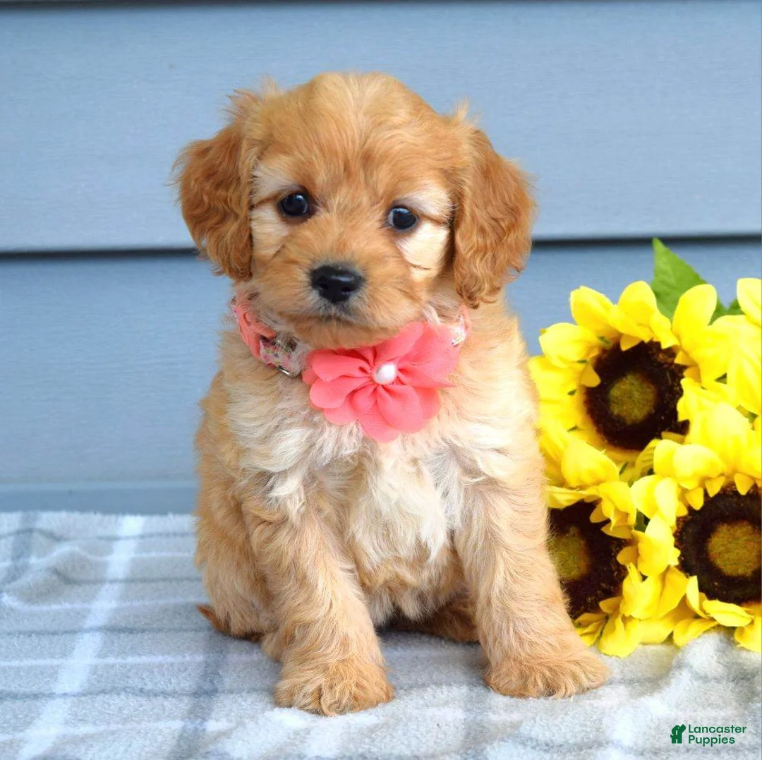 Cavapoo dogs for sale: Clarissa  - Ad 1
