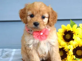 Cavapoo dogs for sale: Clarissa - Ad 1