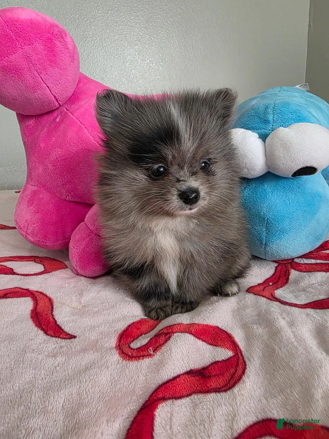Pomeranian dogs for sale: Diamond  - Ad 2