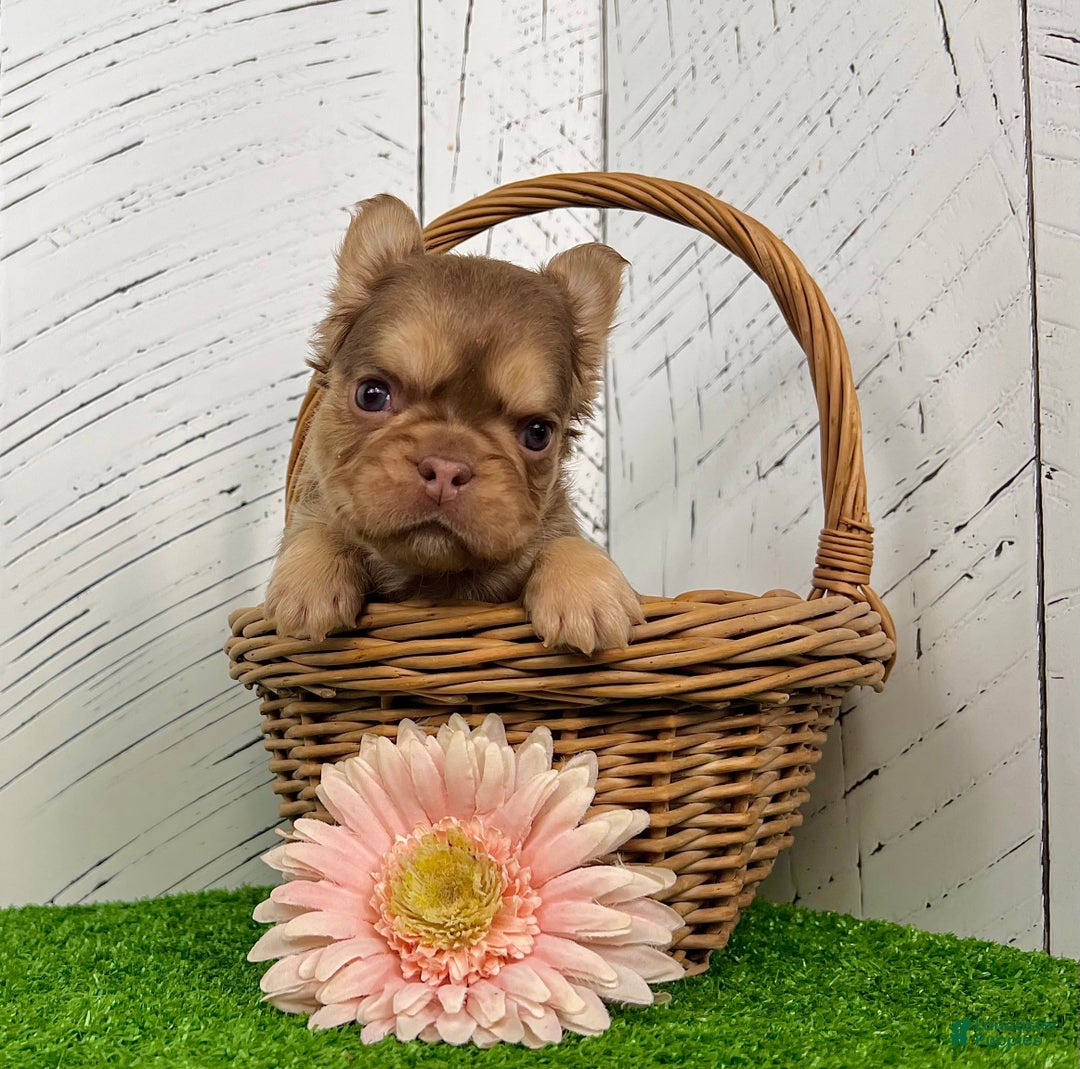 French Bulldog dogs for sale: Kandy - Ad 3