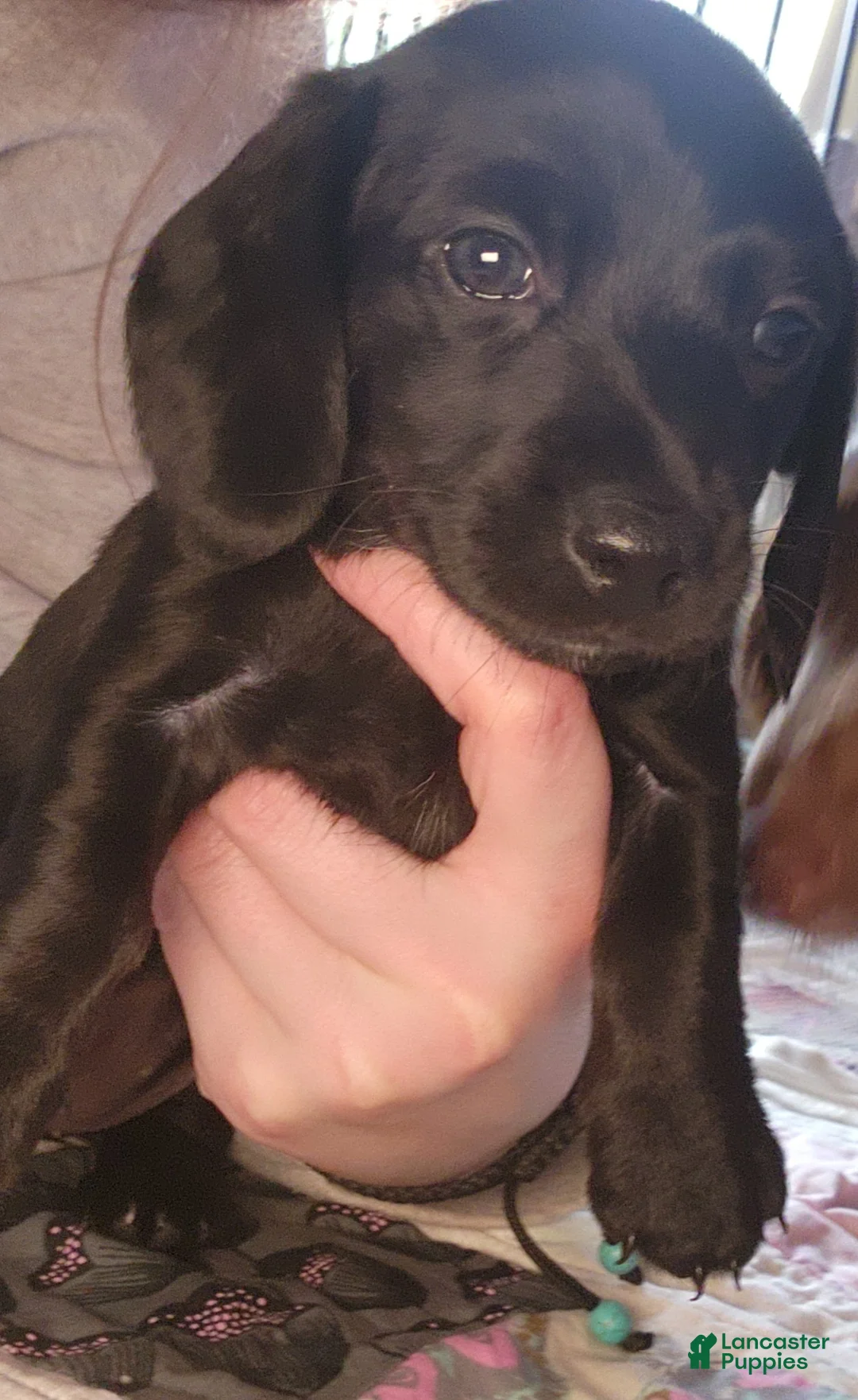 Dachshund dogs for sale: Sydney - Ad 1