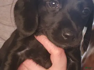 Dachshund dogs for sale: Sydney - Ad 1