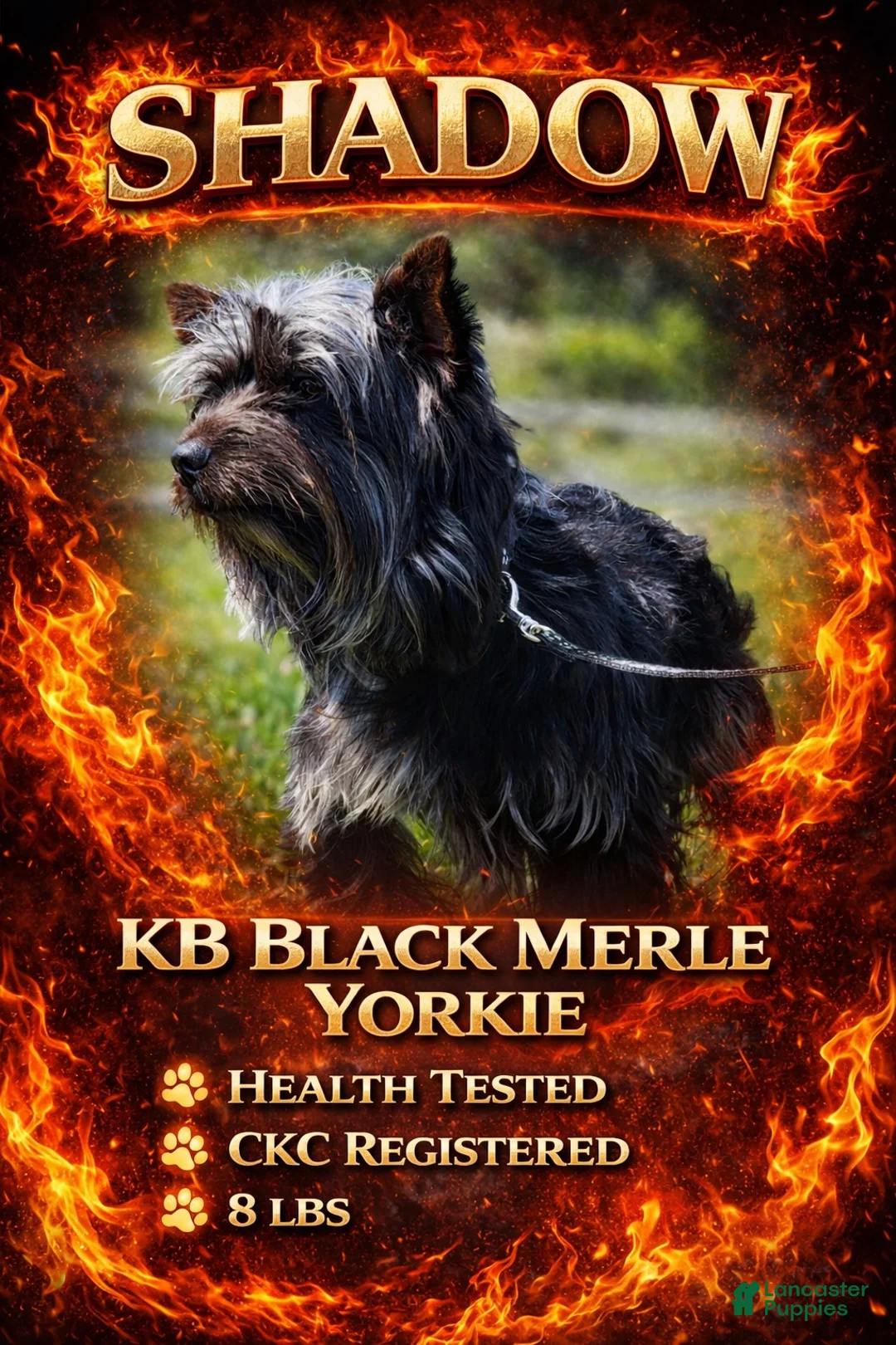 Yorkshire Terrier dogs for sale: Sissy - Ad 4