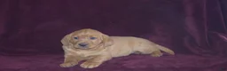 Labrador Retriever dogs for sale: Labrador Retriever Puppy 4 - Ad 2