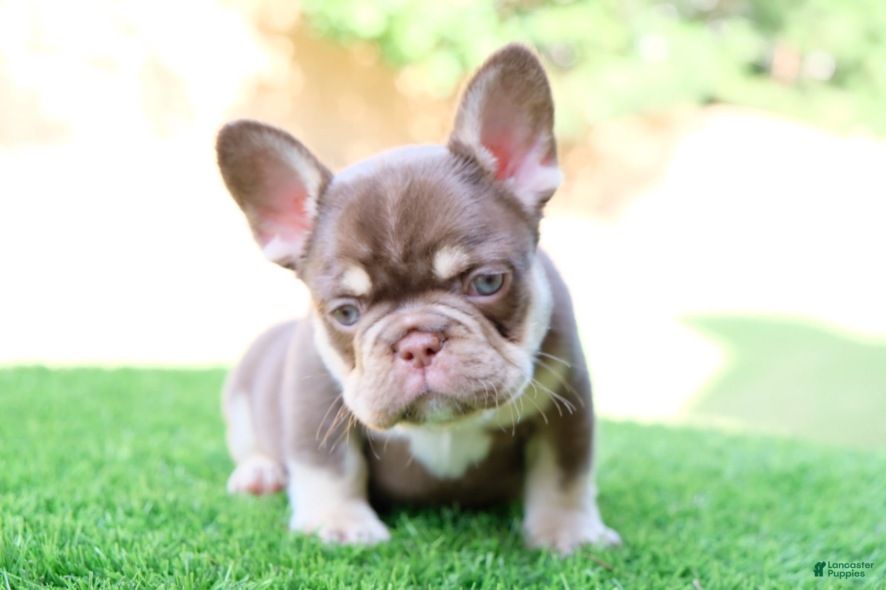 French Bulldog dogs French Bulldog 2 - Ad 1