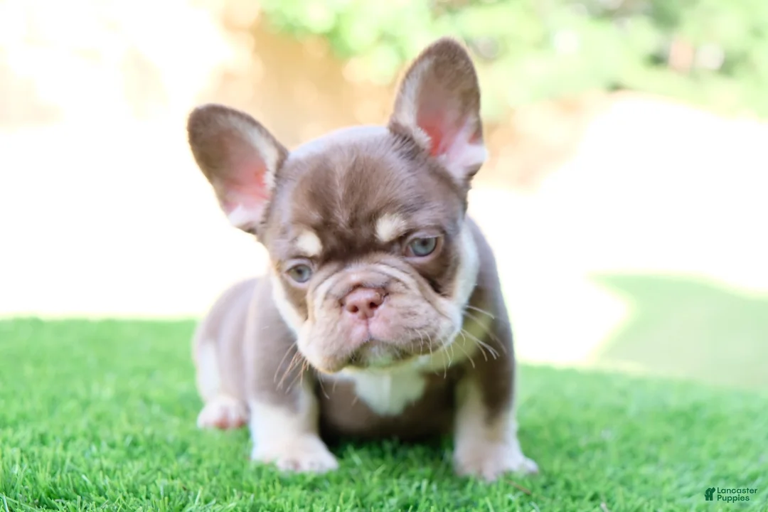 French Bulldog dogs for sale: French Bulldog 2 - Ad 1