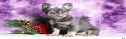 French Bulldog dogs for sale: Quara - Ad 2
