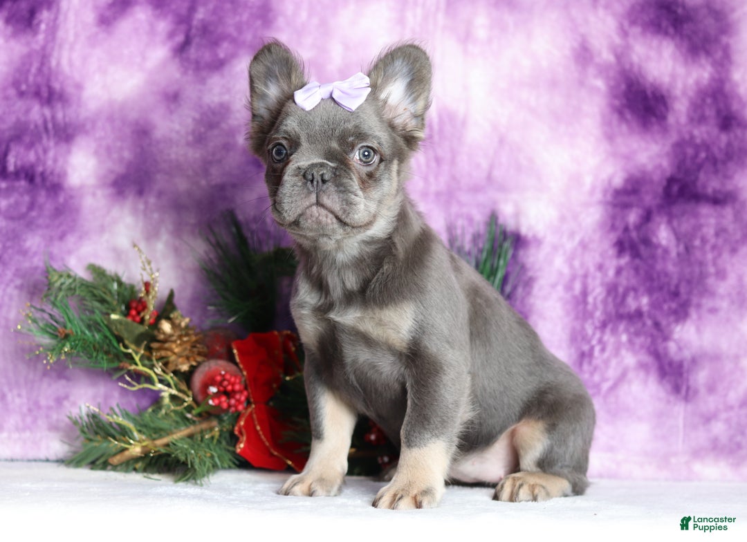 French Bulldog dogs for sale: Quara - Ad 2